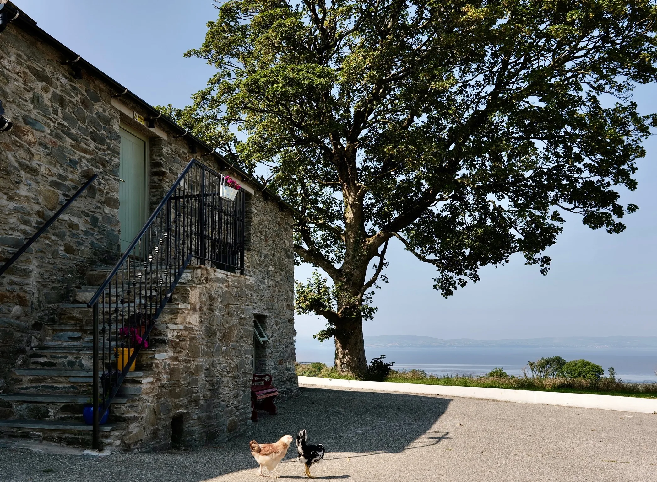 The stone barn with its outside stair under an oak tree, two hens in the yard and Lough Foyle beyond